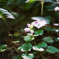 Red River Gorge, June 18, 2010